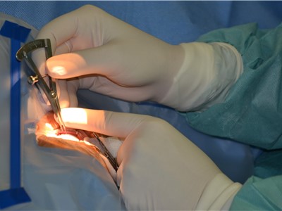Lékařský tým pod vedením přednostky MUDr. Ivany Liehneové, Ph.D., zavádí do oka pacienta gelový implantát XEN ke snížení nitroočního tlaku. Foto: KZ, a. s./Petr Sochůrek
