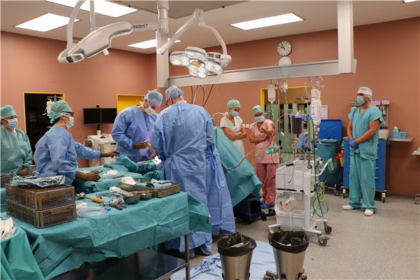 Ortopedická operace v ústecké Masarykově nemocnici s využitím přístroje Cell Saver