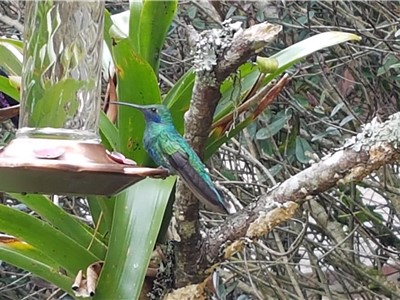 Kolibřík modrolící (Colibri coruscans). Foto: Ivan Humhej